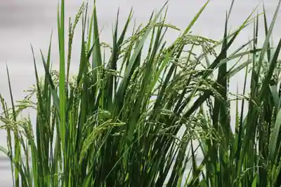 大鏑神社の授与品その他