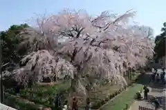 東郷寺の自然