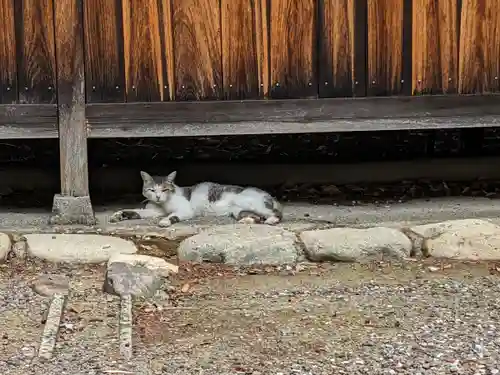 八幡社（柏井町）の動物