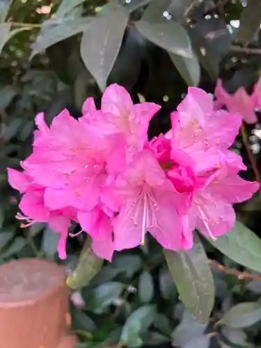 櫻木神社(千葉県)