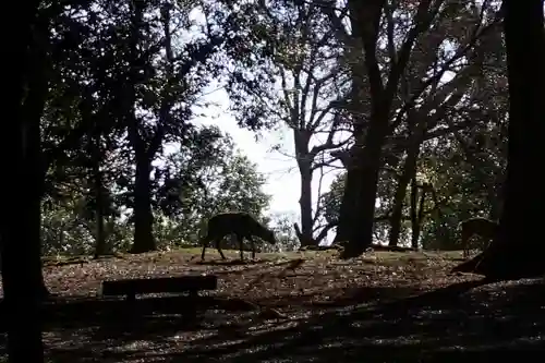 春日大社の動物