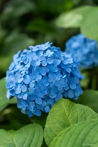 辛國神社(大阪府)