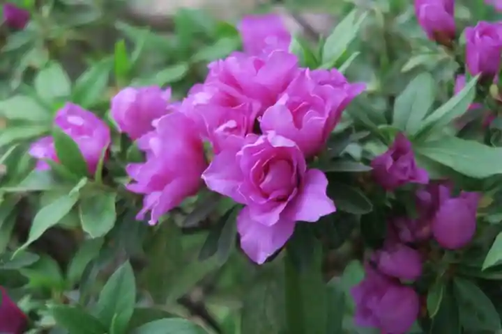 玉田神社(京都府)