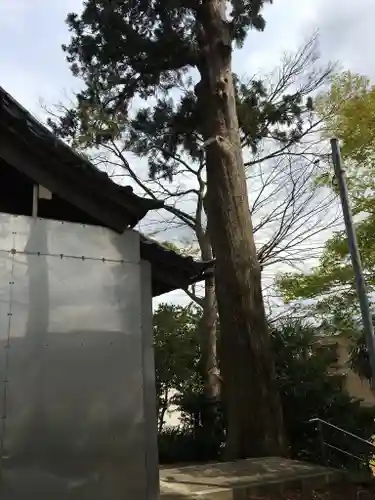 八坂神社の建物その他