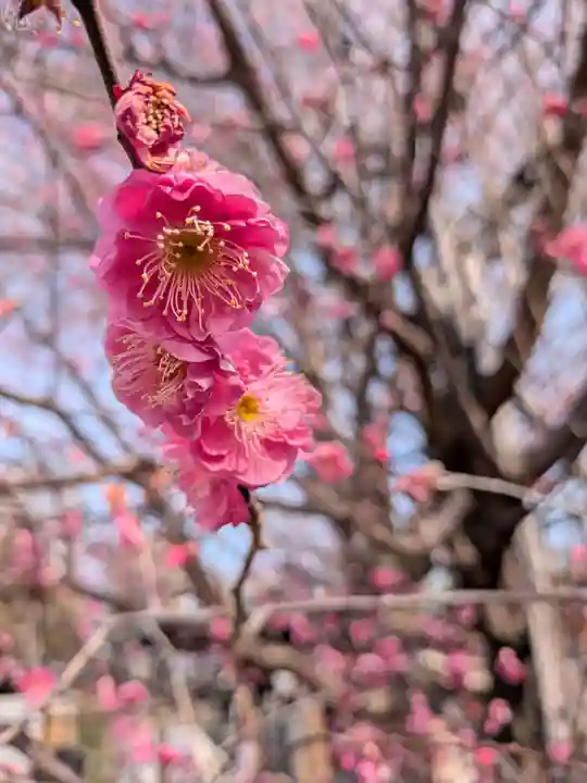 成願寺(東京都)
