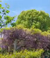 亀戸天神社(東京都)