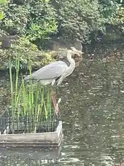 東郷神社の動物