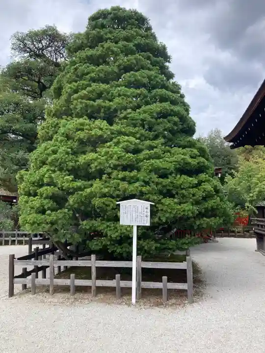 賀茂御祖神社(下鴨神社)の自然