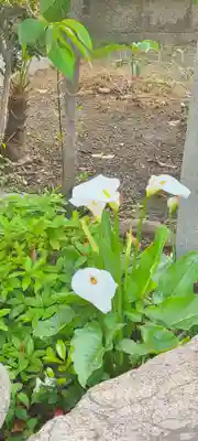 厄除の宮　駒林神社(兵庫県)