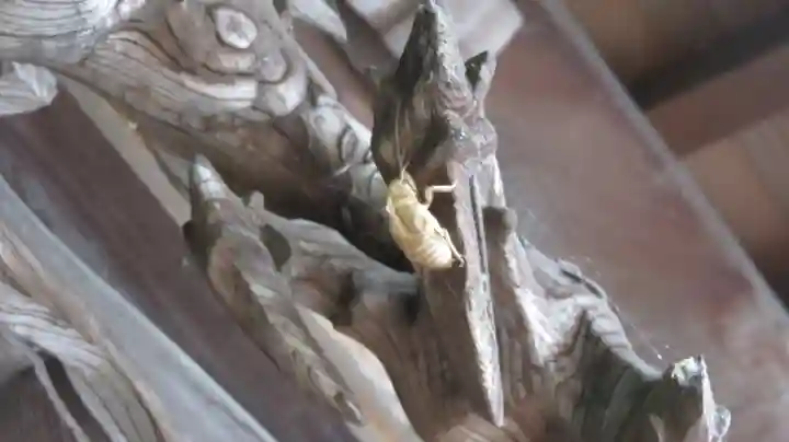 妻沼聖天山歓喜院の動物