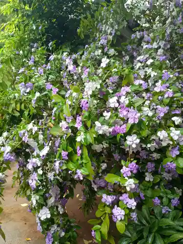 銀杏岡八幡神社(東京都)