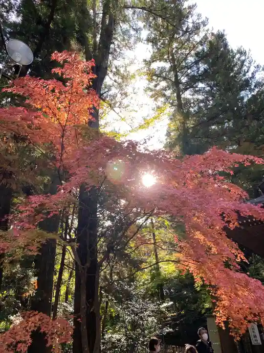 宝登山神社の自然