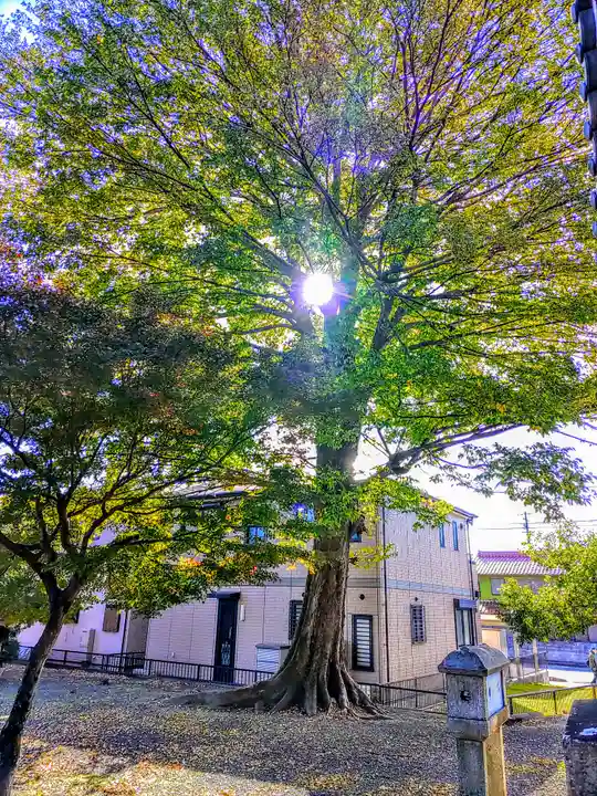 八幡社(高熊八幡社)の自然