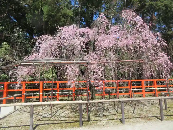 賀茂別雷神社(上賀茂神社)のお祭り