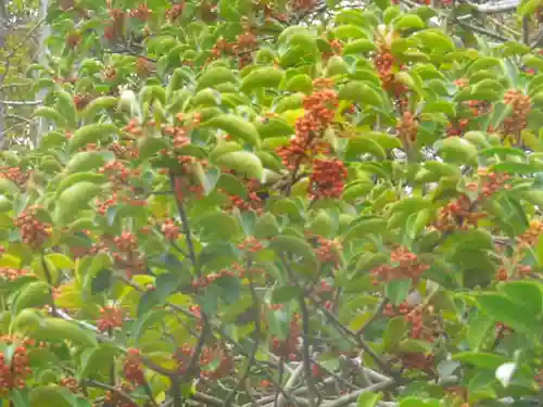 由比若宮（元鶴岡八幡宮）の自然