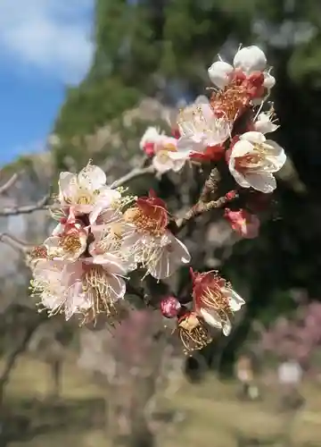 意賀美神社(大阪府)