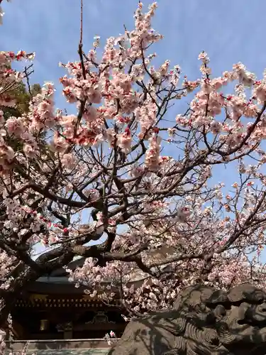 湯島天満宮の自然