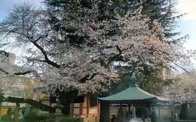 新井薬師（梅照院）(東京都)