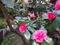 讃岐小白稲荷神社の自然