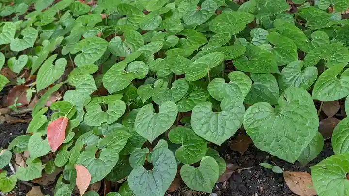 半木神社(賀茂別雷神社境外末社)(京都府)