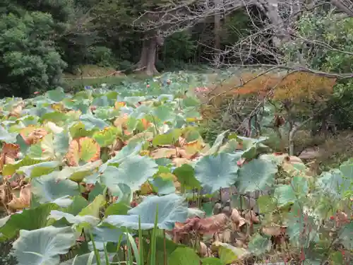 鶴岡八幡宮の自然