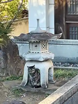 相模國分寺の動物