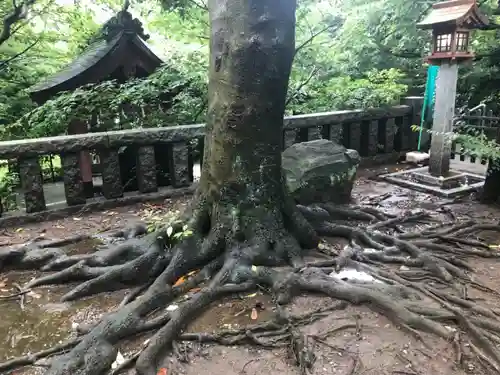 芝東照宮の自然