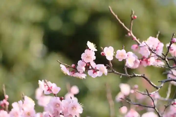 多治速比売神社の自然
