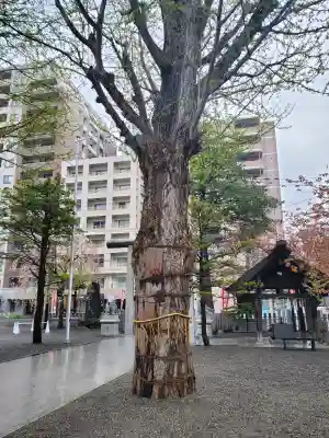 北海道神宮頓宮の{uncategorized: "未分類", other: "その他", undefined: "問題あり", building: "その他建物", grave: "お墓", sacred_gate: "鳥居", guardian: "狛犬", statue: "像", buddha: "仏像", history: "歴史", nature: "自然", garden: "庭園", animal: "動物", pagoda: "塔", temizu: "手水舎", mountain_gate: "山門・神門", sanctuary: "本殿・本堂", subordinate: "末社・摂社", art: "芸術", scenery: "景色", jizo: "地蔵", ema: "絵馬", goshuin: "御朱印", omikuji: "おみくじ", items: "授与品その他", amulet: "お守り", goshuincho: "御朱印帳", eats: "食事", festival: "お祭り", votive_dance: "神楽", shichigosan: "七五三参", wedding: "結婚式", experience: "体験その他", initially: "初詣", around: "周辺", anti_infection: "感染症対策"}
