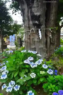 磐井神社(東京都)