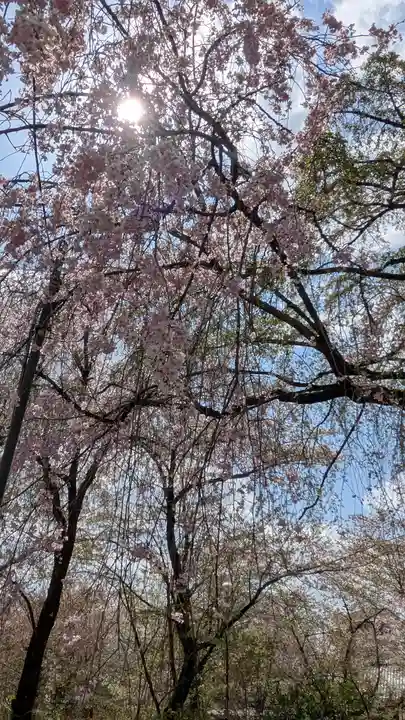 平野神社(京都府)