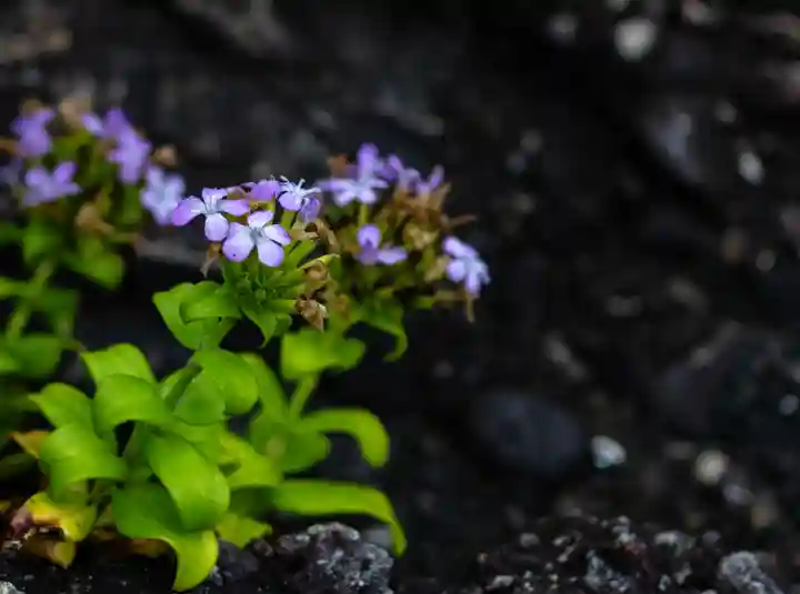 大御神社(宮崎県)