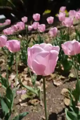 半木神社(賀茂別雷神社境外末社)の自然