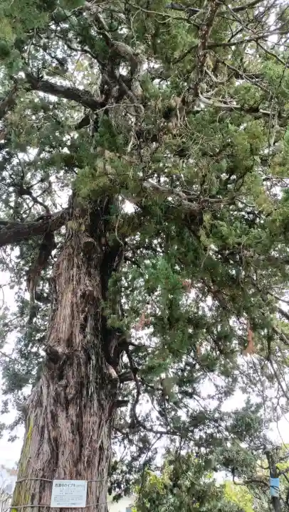 西蓮寺の{uncategorized: "未分類", other: "その他", undefined: "問題あり", building: "その他建物", grave: "お墓", sacred_gate: "鳥居", guardian: "狛犬", statue: "像", buddha: "仏像", history: "歴史", nature: "自然", garden: "庭園", animal: "動物", pagoda: "塔", temizu: "手水舎", mountain_gate: "山門・神門", sanctuary: "本殿・本堂", subordinate: "末社・摂社", art: "芸術", scenery: "景色", jizo: "地蔵", ema: "絵馬", goshuin: "御朱印", omikuji: "おみくじ", items: "授与品その他", amulet: "お守り", goshuincho: "御朱印帳", eats: "食事", festival: "お祭り", votive_dance: "神楽", shichigosan: "七五三参", wedding: "結婚式", experience: "体験その他", initially: "初詣", around: "周辺", anti_infection: "感染症対策"}