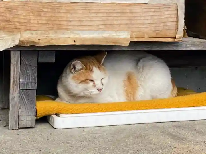 今市報徳二宮神社の動物