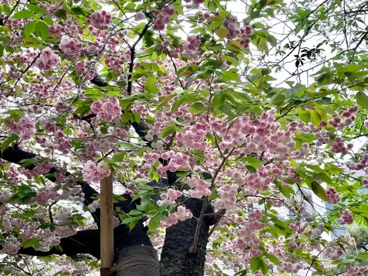 湯島御霊社の自然