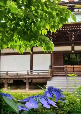 妙法寺(東京都)