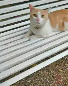 立志神社(滋賀県)(2024年07月07日(日) 21時56分02秒投稿)