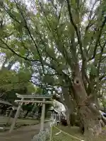 藤白神社の{uncategorized: "未分類", other: "その他", undefined: "問題あり", building: "その他建物", grave: "お墓", sacred_gate: "鳥居", guardian: "狛犬", statue: "像", buddha: "仏像", history: "歴史", nature: "自然", garden: "庭園", animal: "動物", pagoda: "塔", temizu: "手水舎", mountain_gate: "山門・神門", sanctuary: "本殿・本堂", subordinate: "末社・摂社", art: "芸術", scenery: "景色", jizo: "地蔵", ema: "絵馬", goshuin: "御朱印", omikuji: "おみくじ", items: "授与品その他", amulet: "お守り", goshuincho: "御朱印帳", eats: "食事", festival: "お祭り", votive_dance: "神楽", shichigosan: "七五三参", wedding: "結婚式", experience: "体験その他", initially: "初詣", around: "周辺", anti_infection: "感染症対策"}