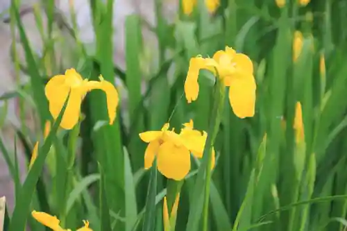 神炊館神社 ⁂奥州須賀川総鎮守⁂の自然