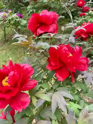 長谷寺(新潟県)