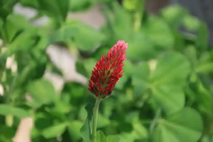豊景神社の庭園