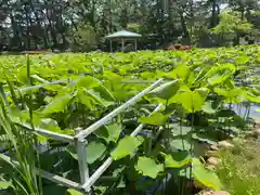 白山神社(新潟県)