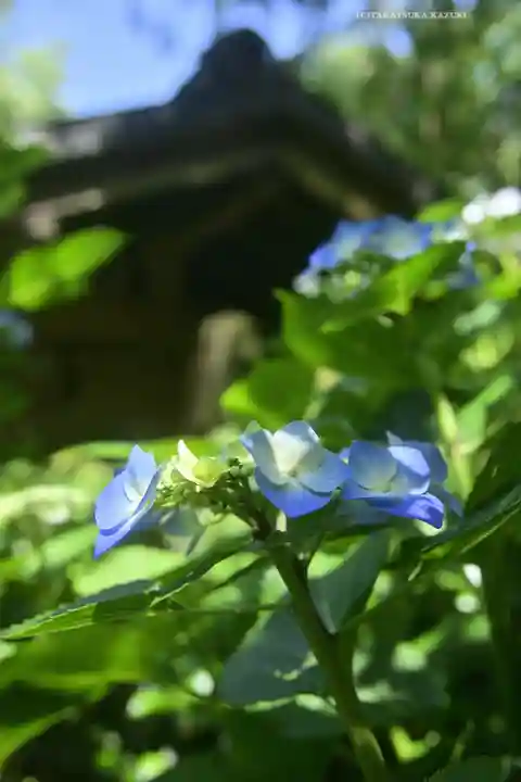 明月院(神奈川県)