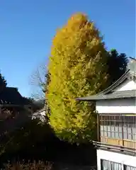 今市報徳二宮神社の自然