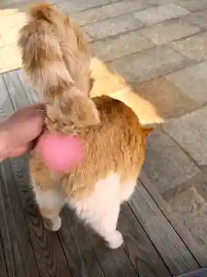 法然寺(香川県)