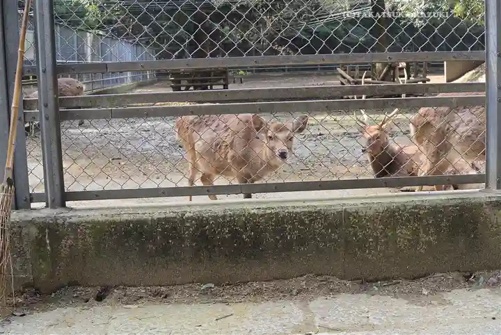 奥宮(鹿島神宮摂社)(茨城県)