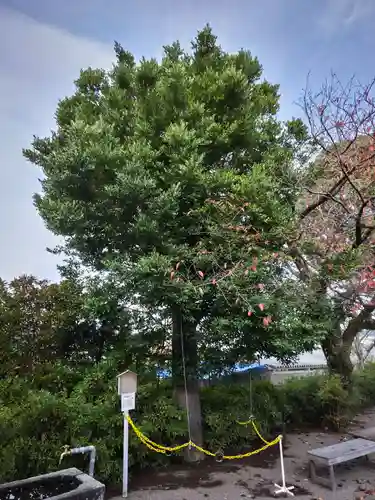 豆塚神社の自然