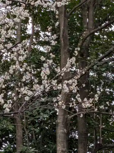 阿佐ヶ谷神明宮(東京都)