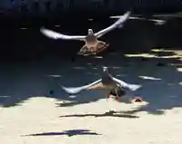 三津厳島神社の動物